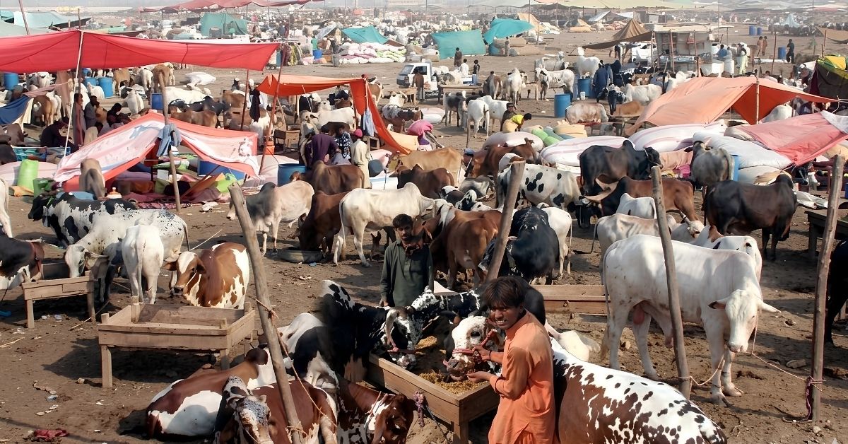 کراچی میں غیر قانونی مویشی منڈیوں کے خلاف بڑا کریک ڈاؤن شروع